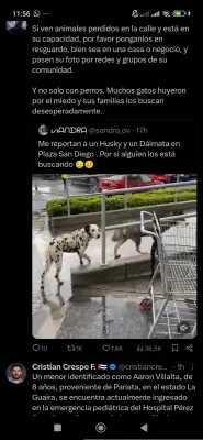 Perro encontrado