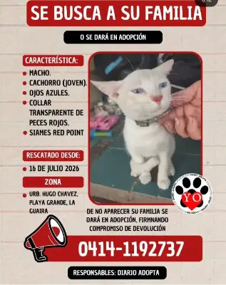Gato encontrado — foto 1