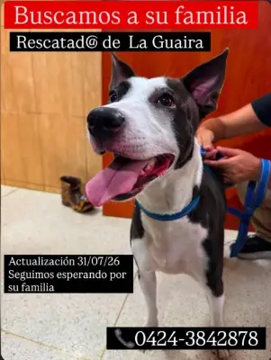 Perro encontrado