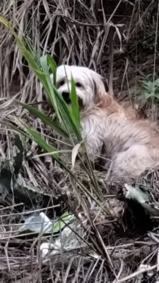 Perro encontrado