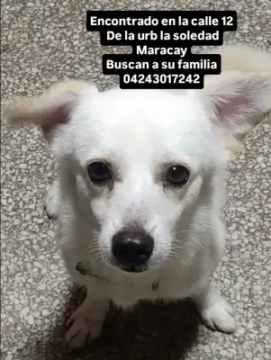 Perro encontrado