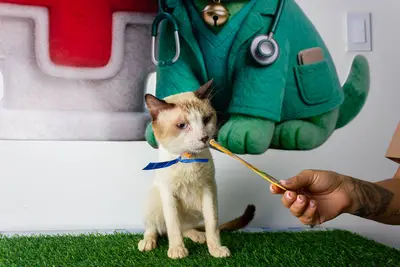 Gato encontrado — foto 1