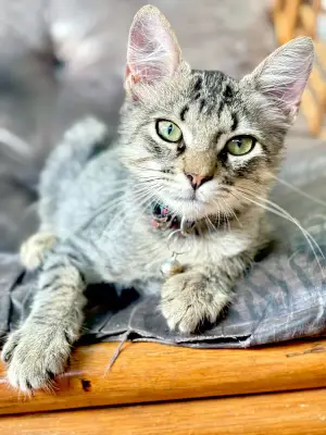 Jean