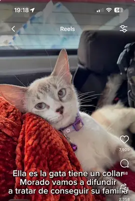 Gato encontrado — foto 2