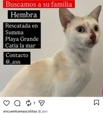 Gato encontrado