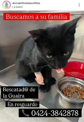 Gato encontrado