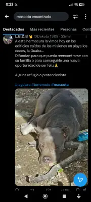 Perro encontrado