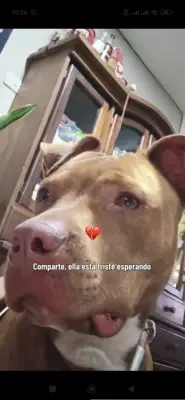 Perro encontrado