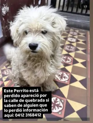 Perro encontrado