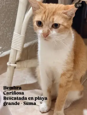 Gato encontrado