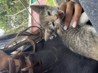 Perro encontrado