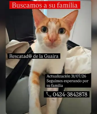 Gato encontrado