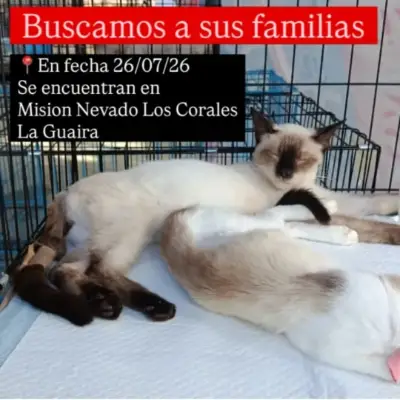 Gato encontrado