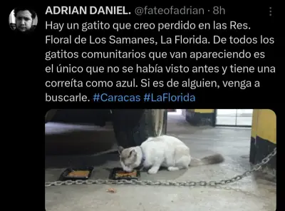 Gato encontrado