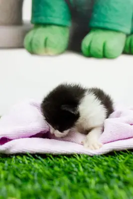 Gato encontrado — foto 1