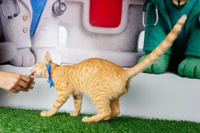 Gato encontrado — foto 2