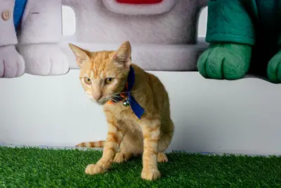 Gato encontrado — foto 1
