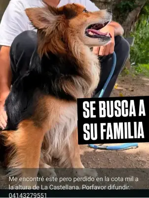 Perro encontrado