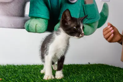 Gato encontrado — foto 1