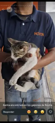 Gato encontrado
