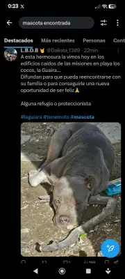 Perro encontrado