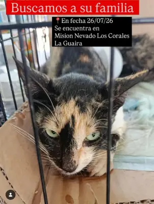 Gato encontrado