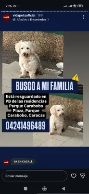 Perro encontrado