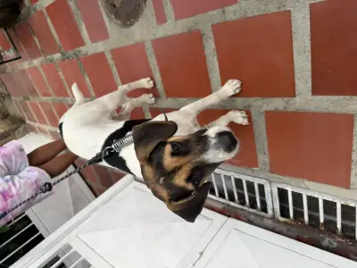 Perro encontrado