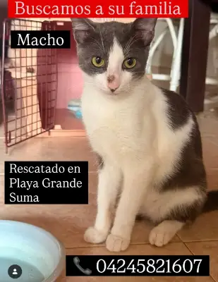 Gato encontrado