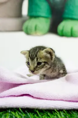 Gato encontrado