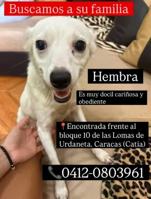 Perro encontrado