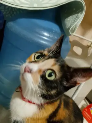 Harley