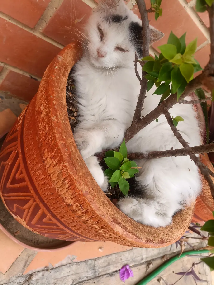 Blanca