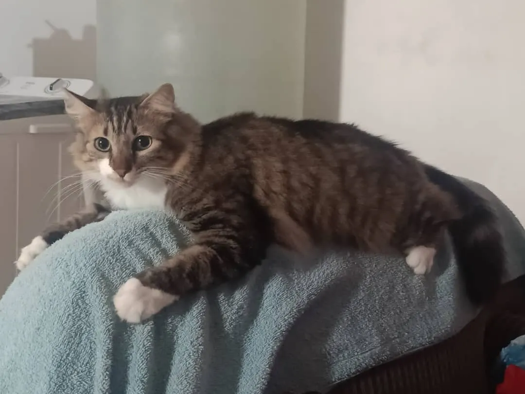 Pancho — foto 3