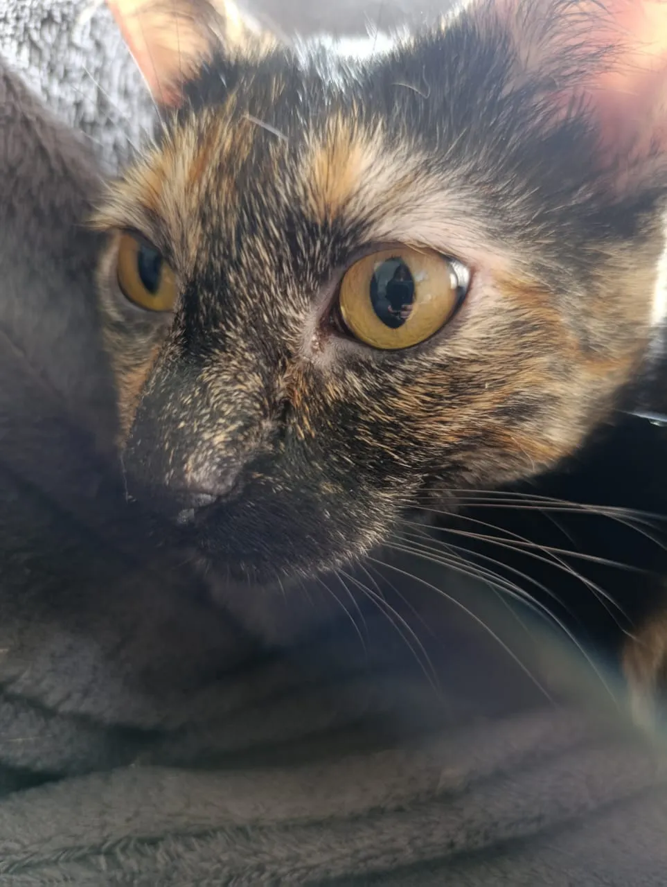 Pellie — foto 4