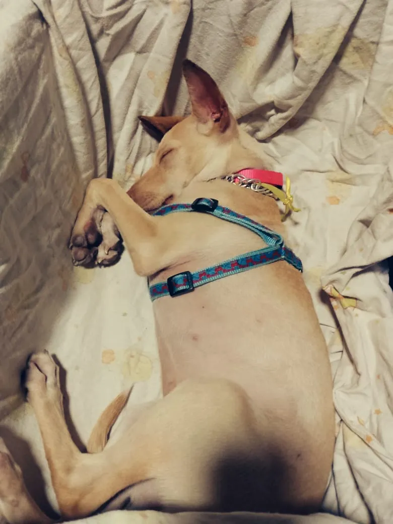 Catira — foto 4