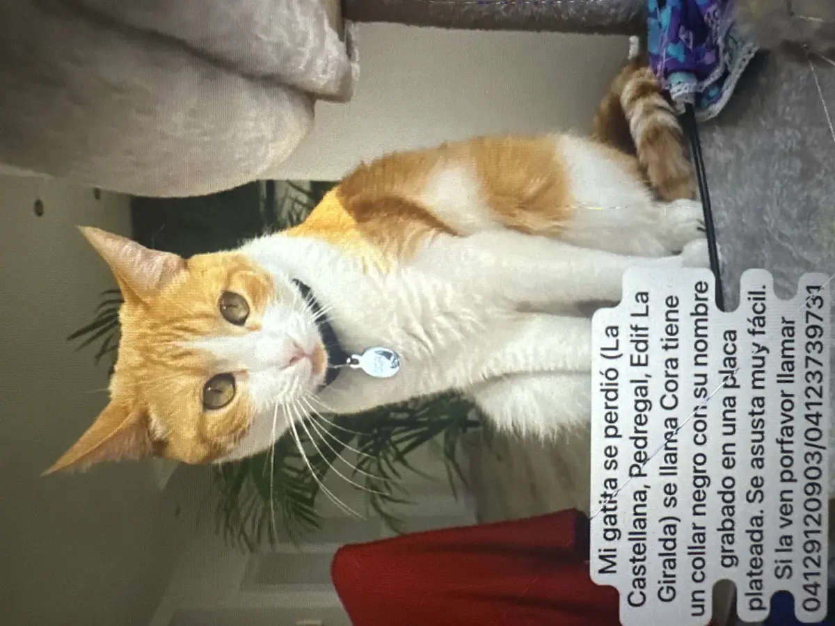Cora