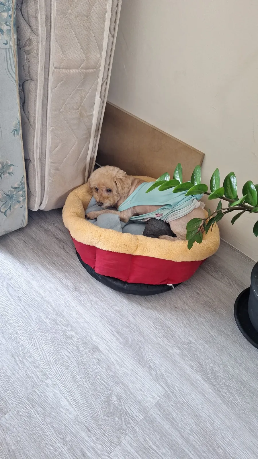 Patty — foto 2