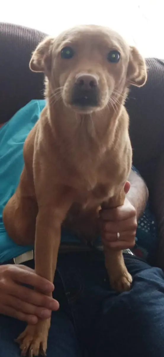 Nala
