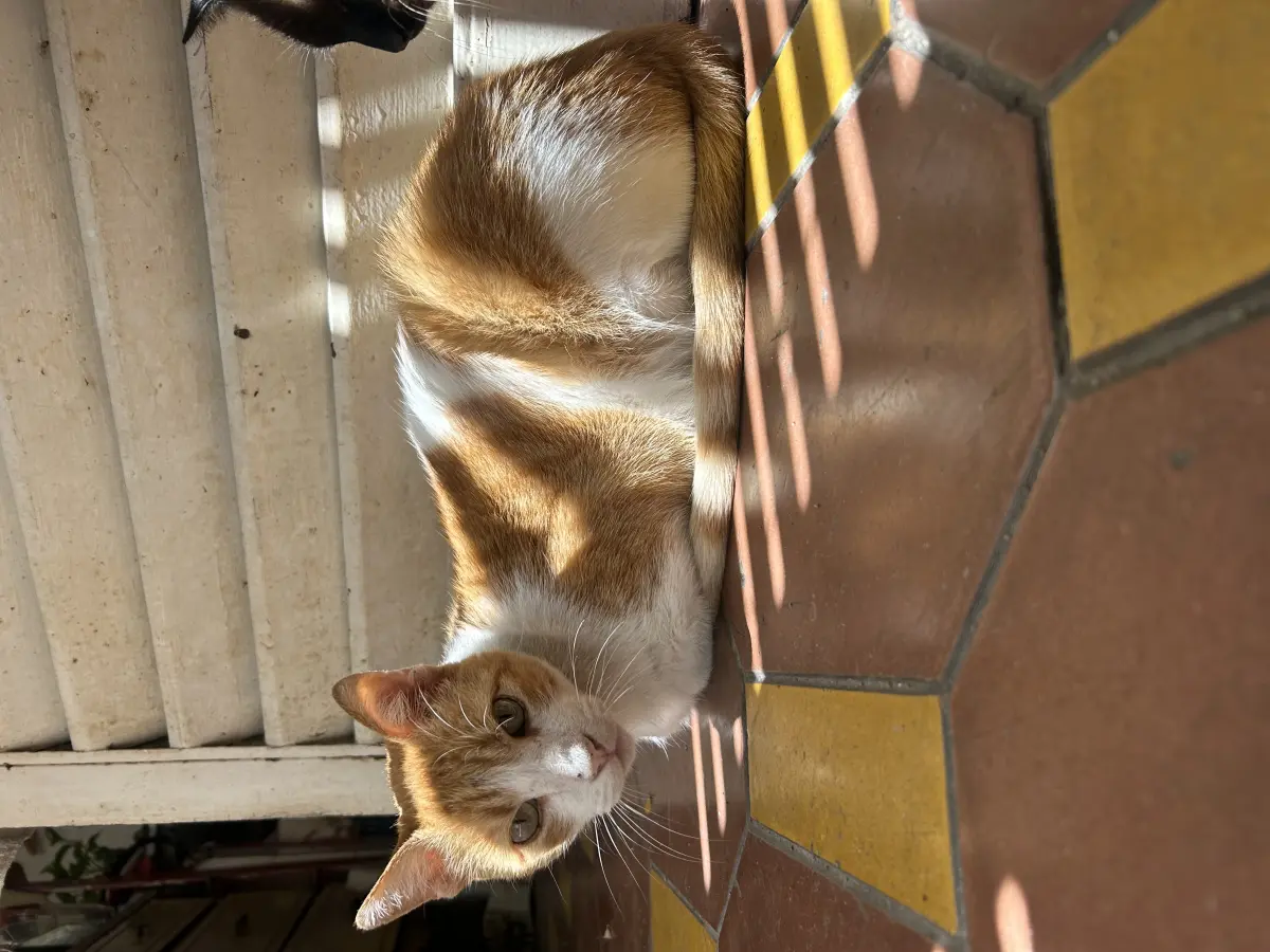 Catire