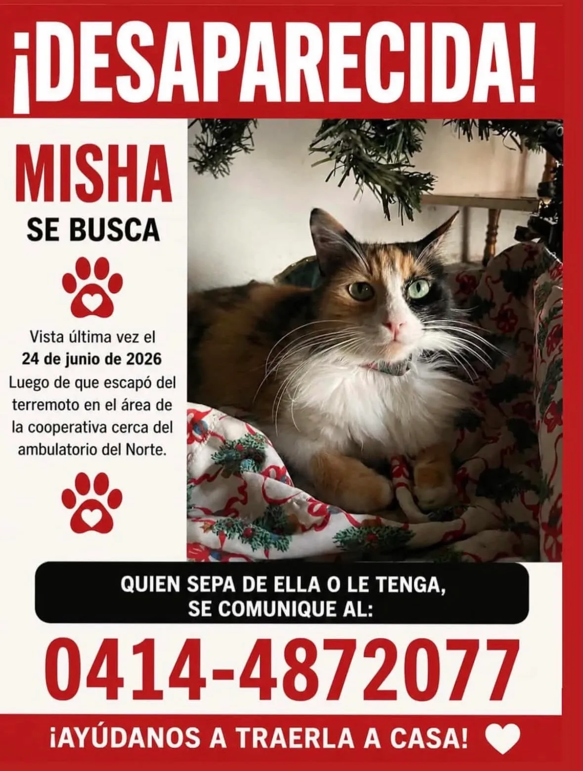 Gato perdido