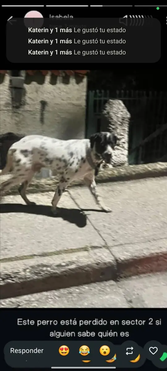 Perro perdido