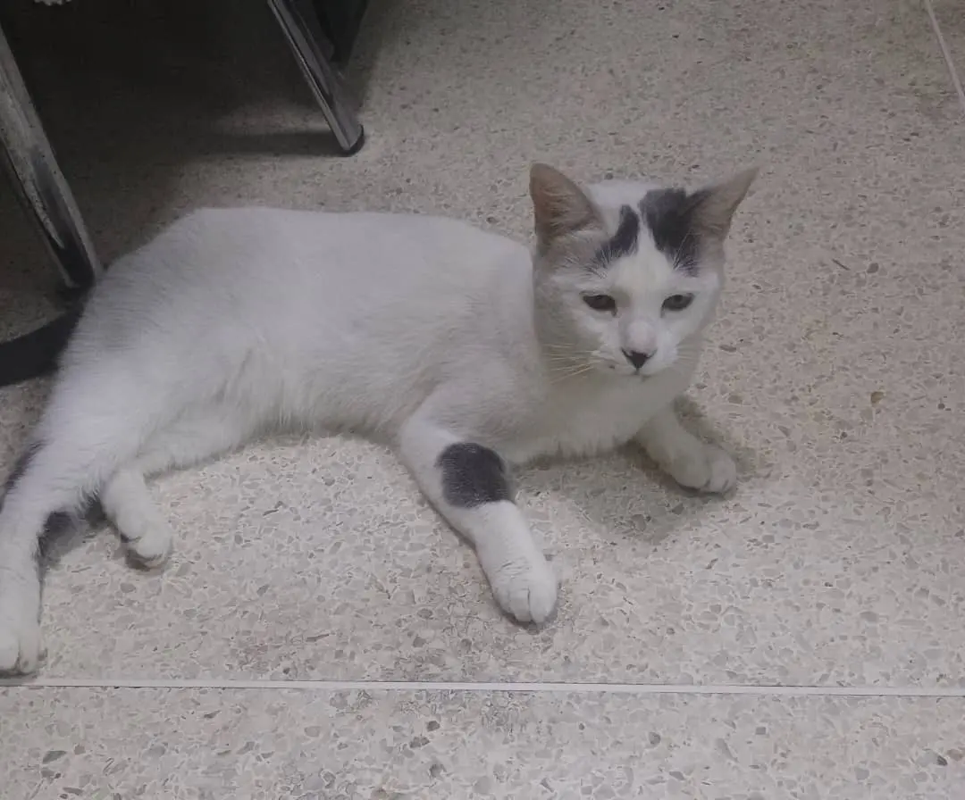 Blanca