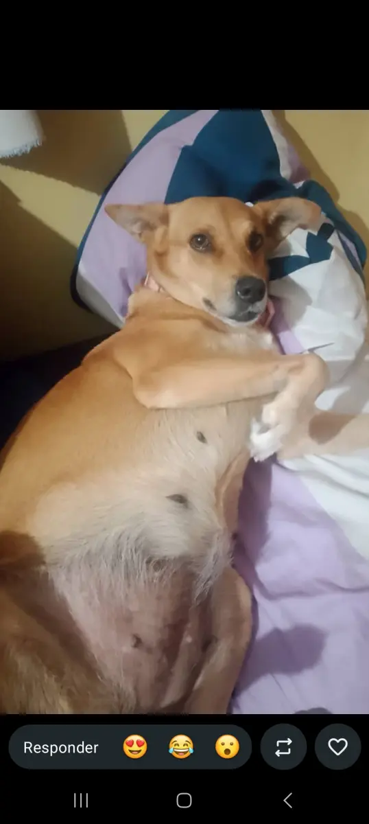Lucero