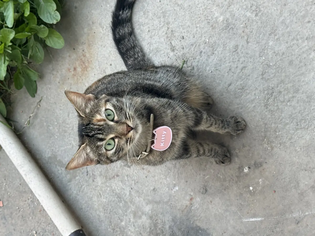 Kitty