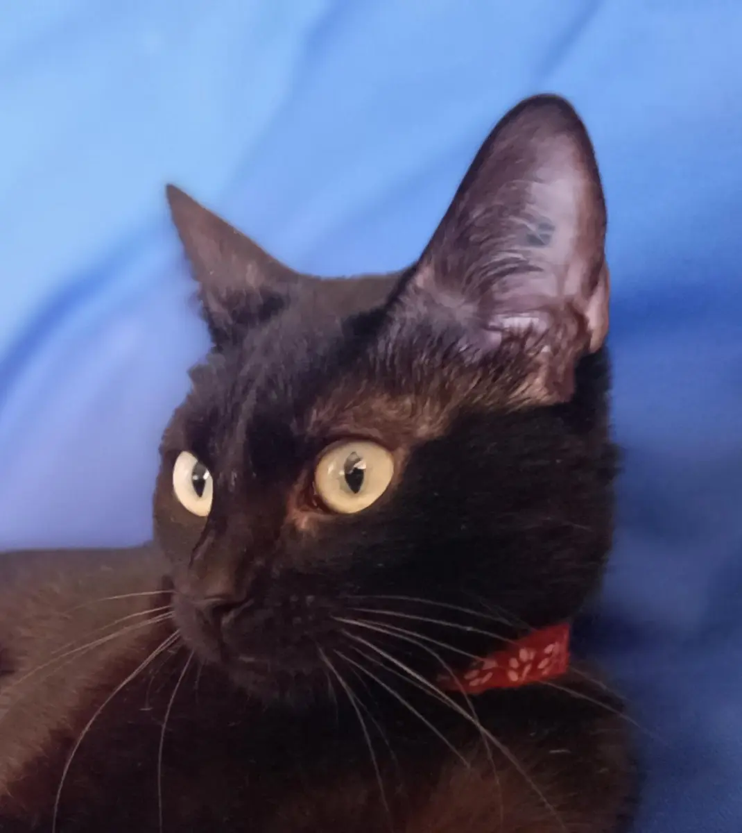 LUNA