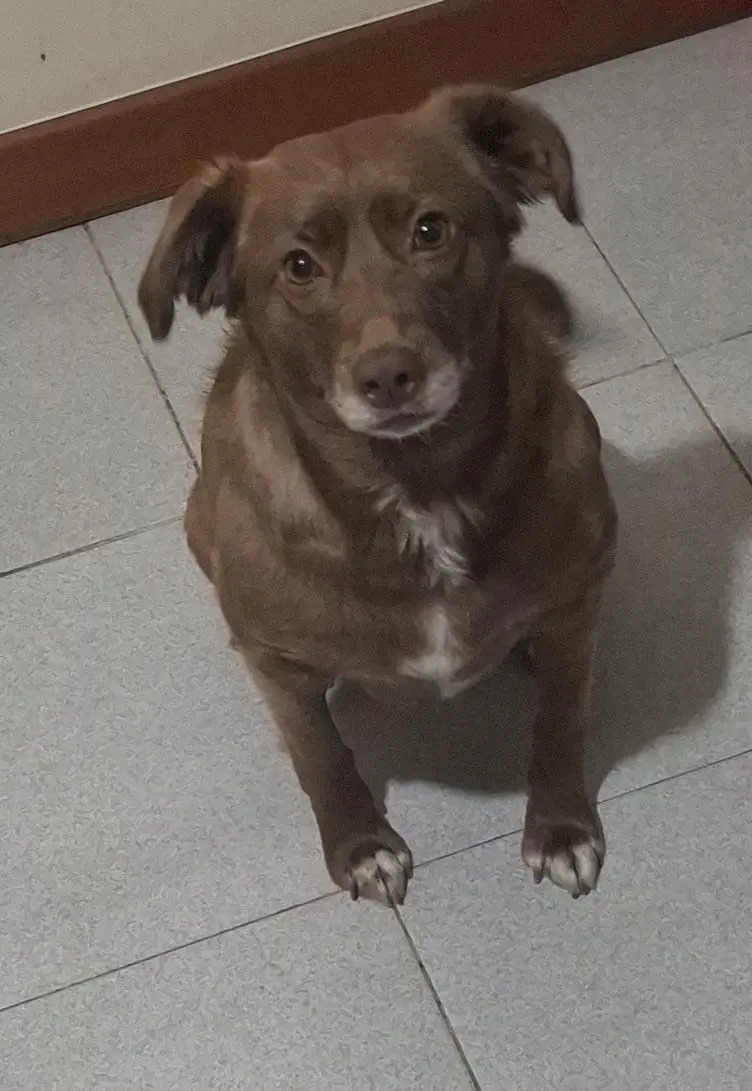 Canela