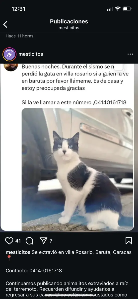 Gata extraviada
