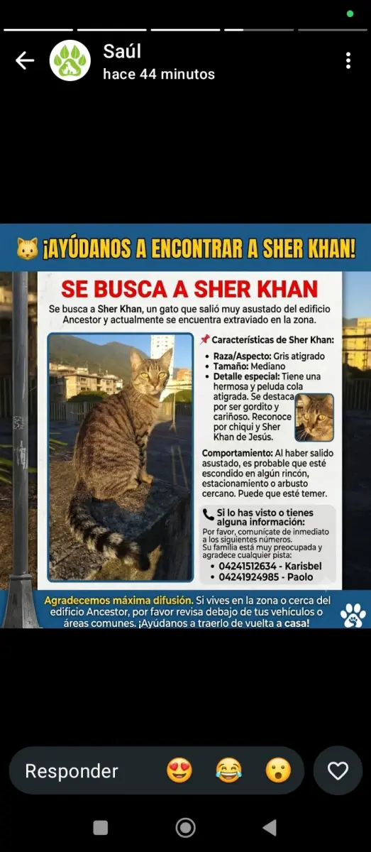 Perro perdido