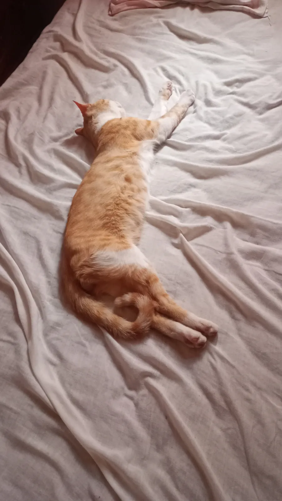 Arequipe — foto 4